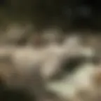 Lo Triò