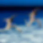 Les Ballets De Monte-carlo