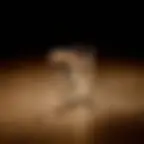 BÉJART BALLET LAUSANNE