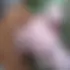 Nie