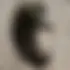 Peter