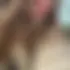 Coline