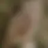 Delphine